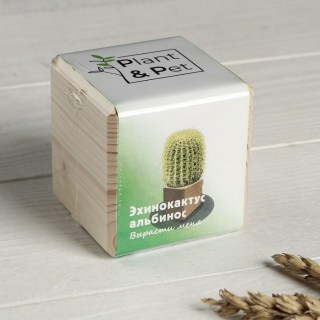 ЭкоКуб «Эхинокактус Альбинос» 6 см. купить в Минске +375447651009