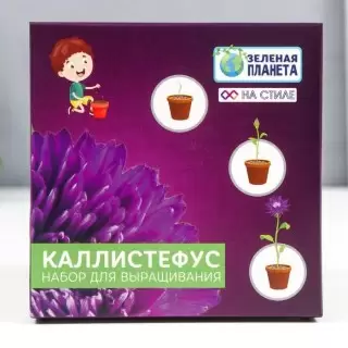 Набор для выращивания «Каллистефус» в горшочке купить в Минске