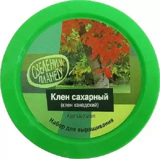 Набор «Вырасти дерево!» клен сахарный купить в Минске +375447651009