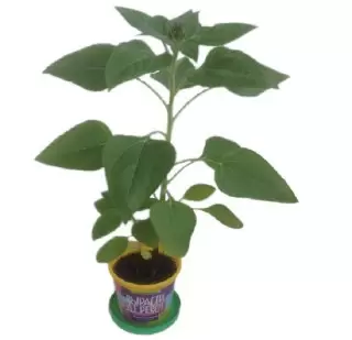 Набор «Вырасти дерево!» подсолнечник купить в Минске +375447651009